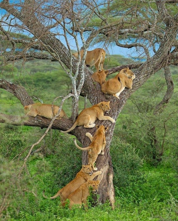 Ngorongoro Story